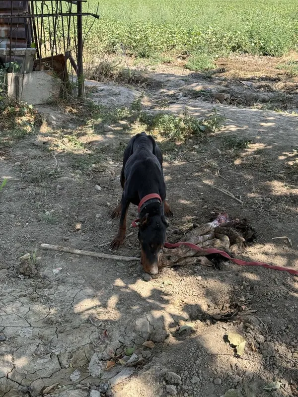 Doberman sotiladi erkak 1