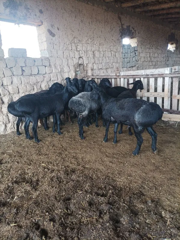 Quchqorla sotiladi semiz qulogʻlari butun — фото 1