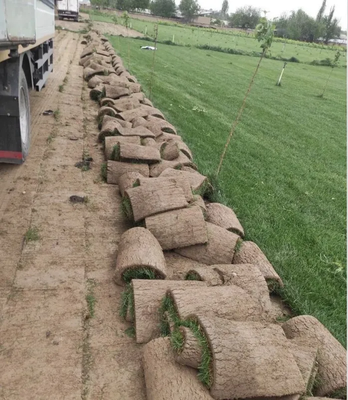 Ландшафтный дизайн Самарканд Agro Dizayn 3