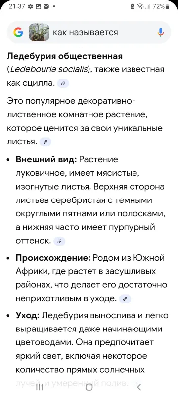 Ledeburiya. Xonaki gul. 5 Ledeburiya. Xonaki gul. 5