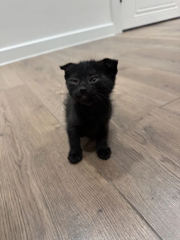 Кошка бесплатно Скоттиш фолд 4 Кошка бесплатно Скоттиш фолд 4