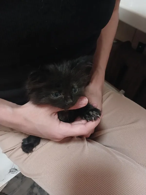 Заберите котика в добрые ручки — фото 1