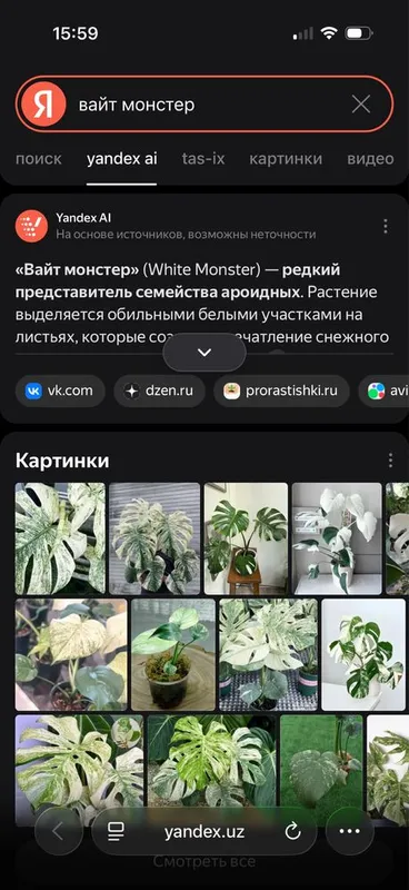 Сортовая монстера вайт монстер растение 3 Сортовая монстера вайт монстер растение 3