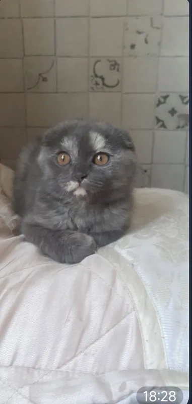 Продам вислоухого