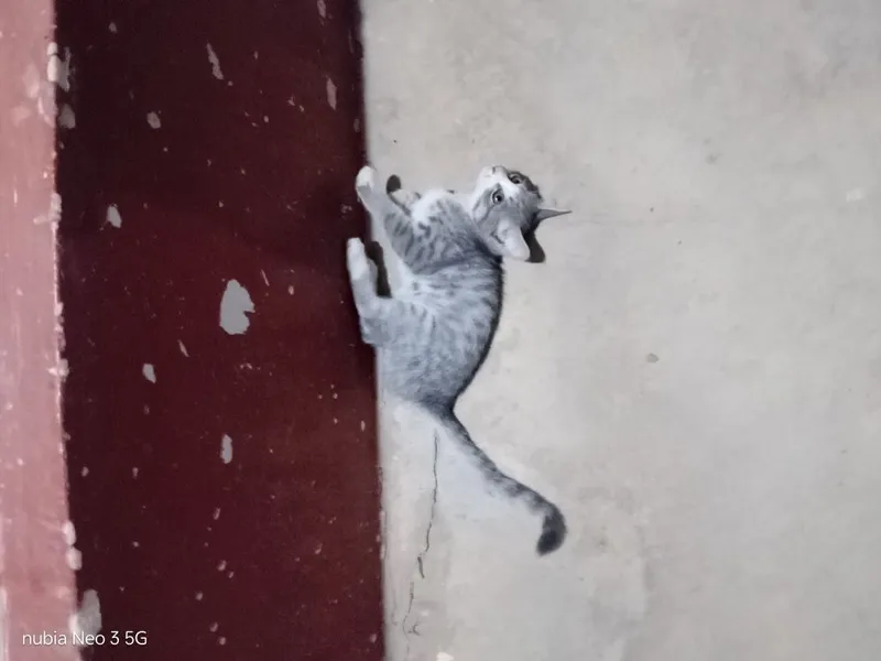 Mushuk bolasi tekinga 1 Mushuk bolasi tekinga 1