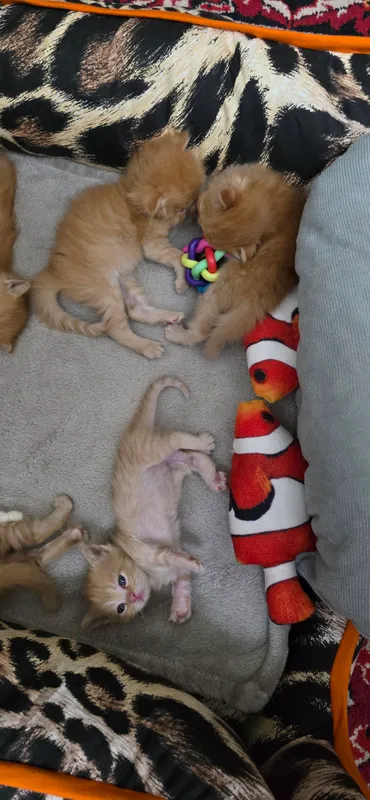 Котят Манчкин Котят Манчкин
