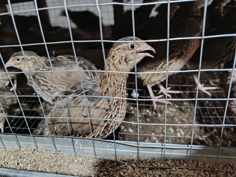 Bedana Zoti Yapon manjur 1 Bedana Zoti Yapon manjur 1