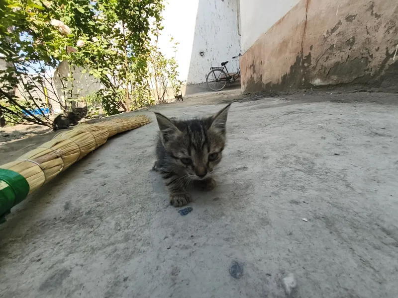 Mushuk bervoriladi tekinga 3 Mushuk bervoriladi tekinga 3