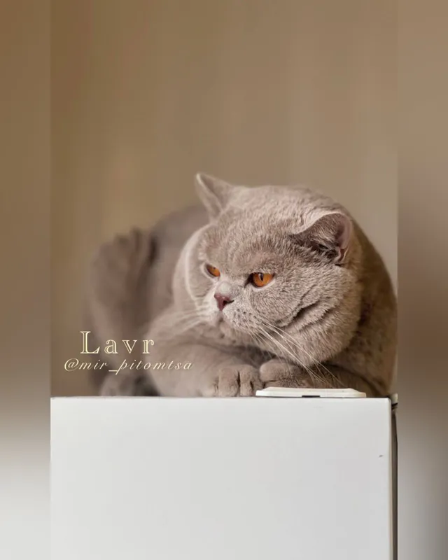 Вязка! British Shorthair — фото 1