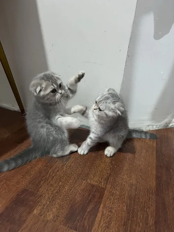 Скоттиш фолд 2та боласи 7 Скоттиш фолд 2та боласи 7