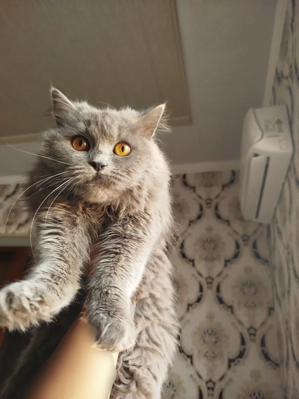 Скоттиш-страйт хайленд, котёнок-мальчик продаётся 1 Скоттиш-страйт хайленд, котёнок-мальчик продаётся 1