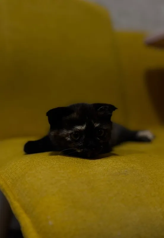 Вислоухий котенок 1 Вислоухий котенок 1