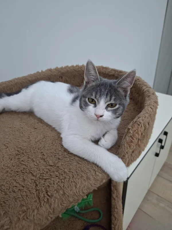 Котенок мальчик 2 месяца 2 Котенок мальчик 2 месяца 2