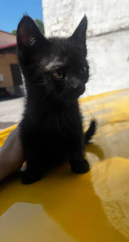 4 котенка в добрые руки — фото 1