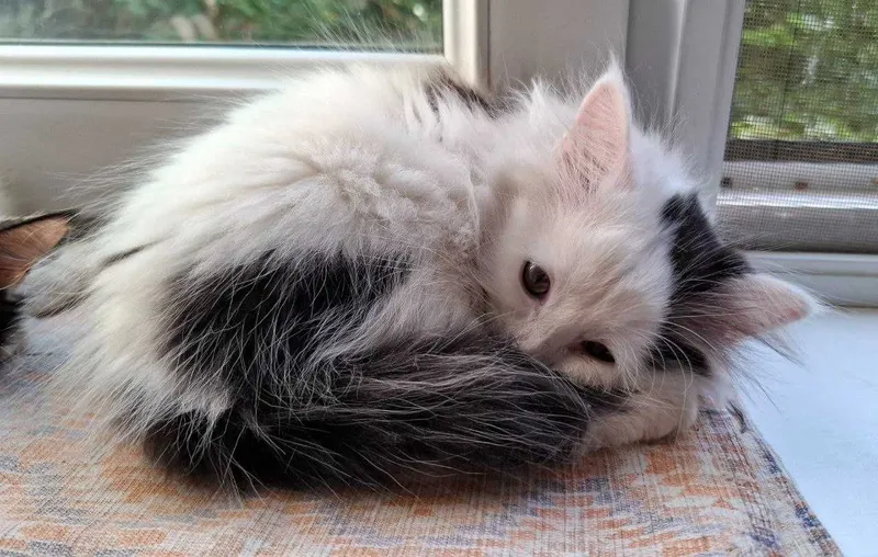 Котенок девочка 2.5 месяца. 3 Котенок девочка 2.5 месяца. 3