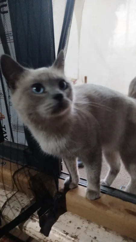 Сиамский кот 1 Сиамский кот 1