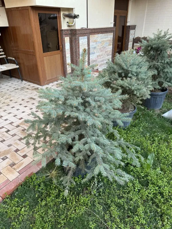 Ель голубая арча — фото 1