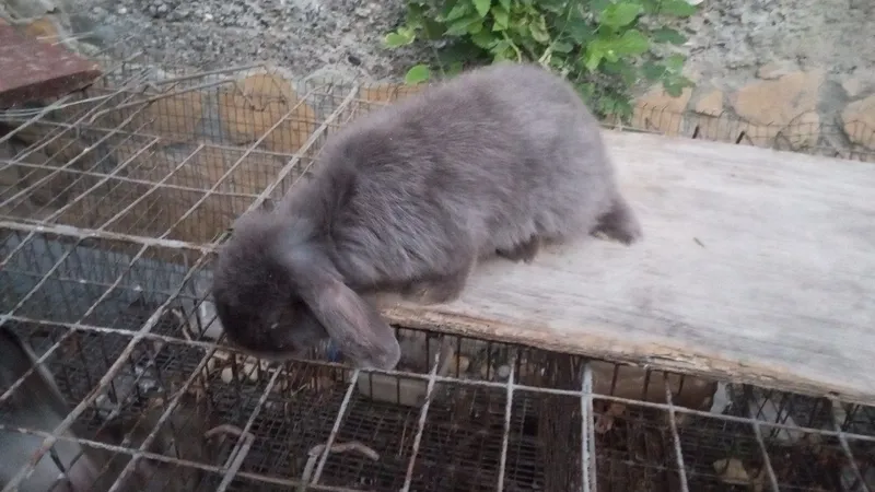 Quyonlar sotiladi zotli 3