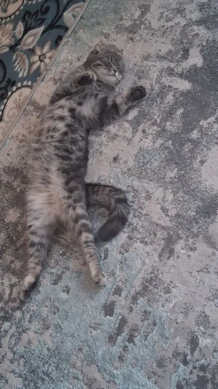 Zotli mushuk sotiladi 3 Zotli mushuk sotiladi 3