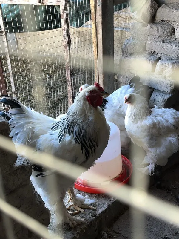 Birama tovuq xòrozlar sotiladi 4 Birama tovuq xòrozlar sotiladi 4