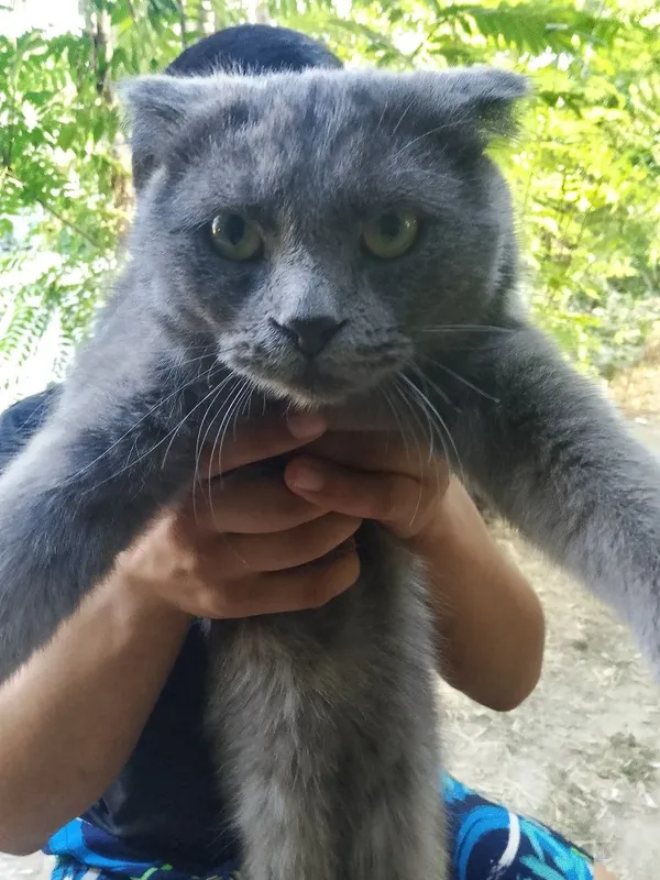 Сорочна сотлад мушук зоти Scottish Fold