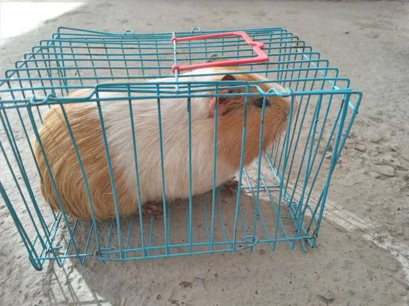 Hamster sotiladi — фото 3