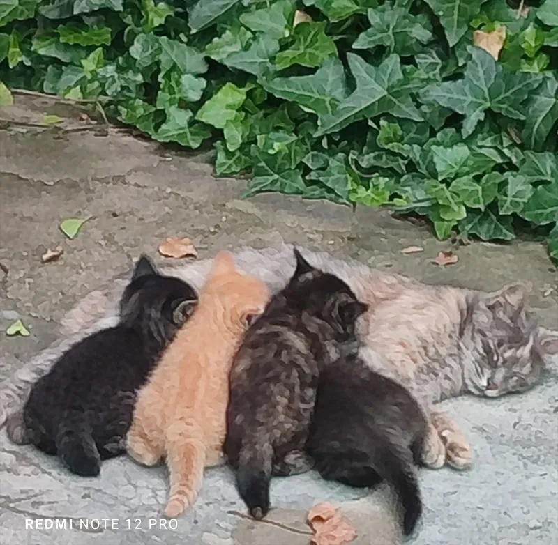 Отдам котят в ответственные руки.