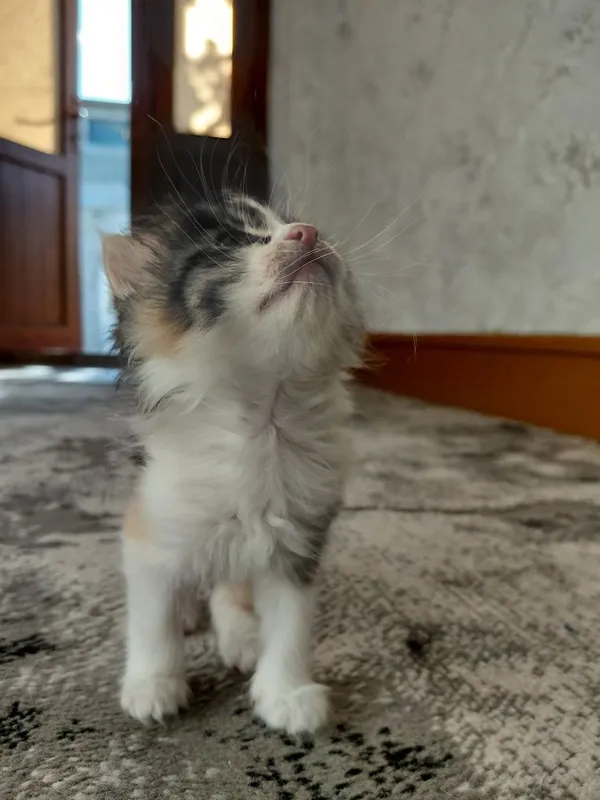 Mushuk bolasi sarik oq qora tigr