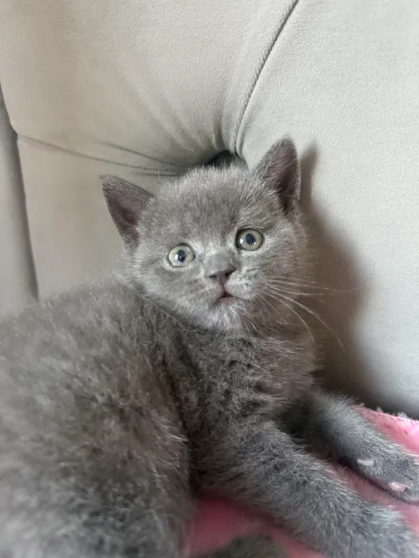 Скоттиш страйт мальчик 3 мес 3