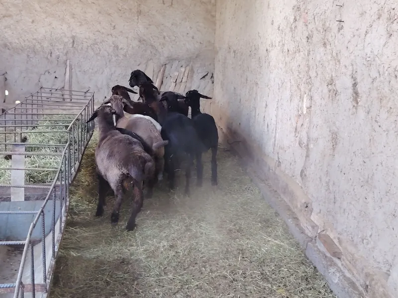 Barralar sotiladi. Arpa va beda bilan boqilgan. 5 Barralar sotiladi. Arpa va beda bilan boqilgan. 5