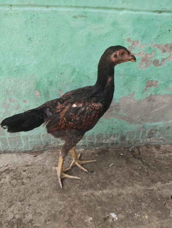 Dakan jojalari bor 4 Dakan jojalari bor 4