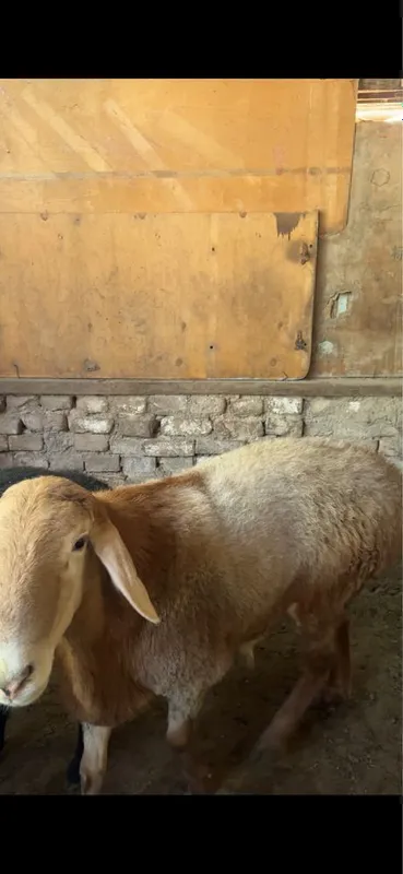 Qirgiz qochqor. 2 Qirgiz qochqor. 2