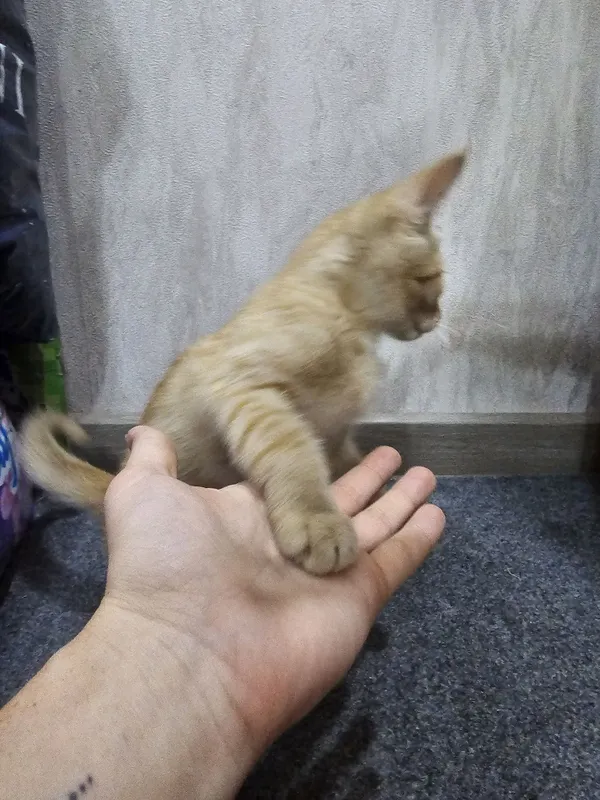 Рыжий Котёнок Мальчик в Добрые Руки! 4 Рыжий Котёнок Мальчик в Добрые Руки! 4