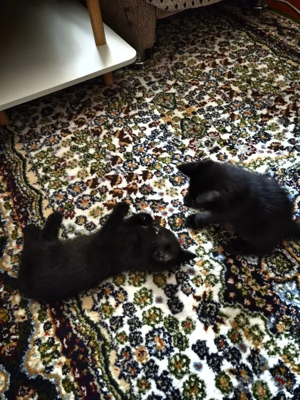 Котята (mushukchalar) 2 Котята (mushukchalar) 2