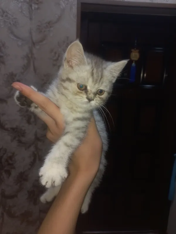 продаю пародистых котят 6