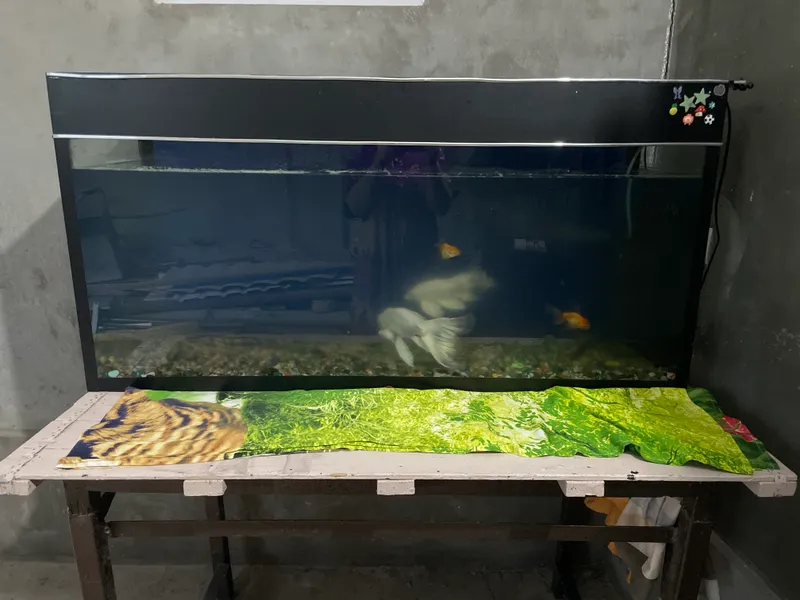 akvarium 300 litrli 1 akvarium 300 litrli 1