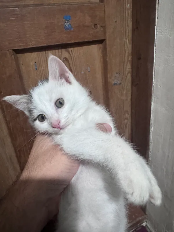 Животные