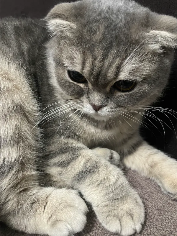 Кошка