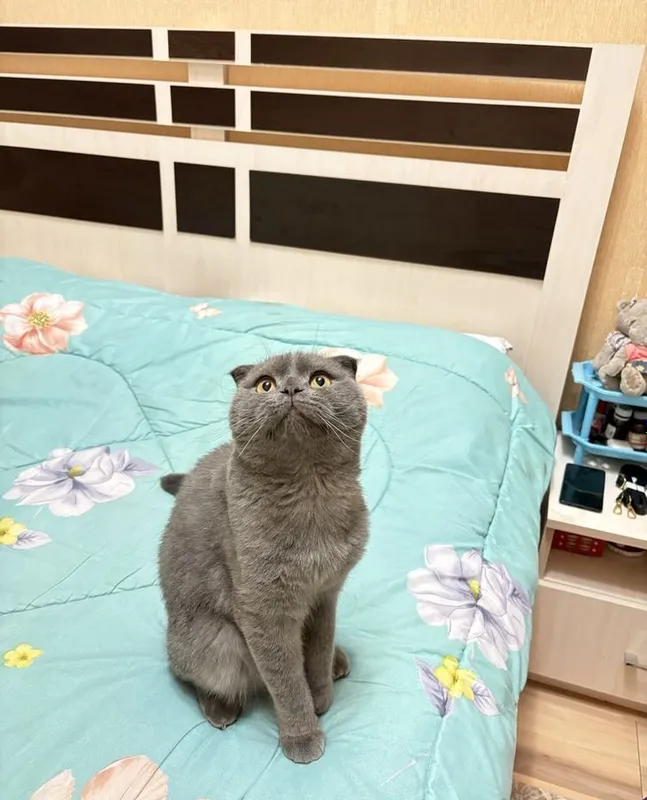 Британская чистокровная кошка, 1 год 2