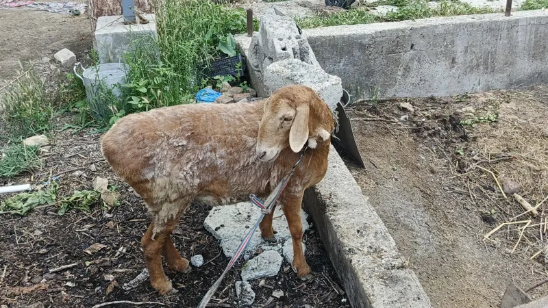 Продаётся баранина — фото 4