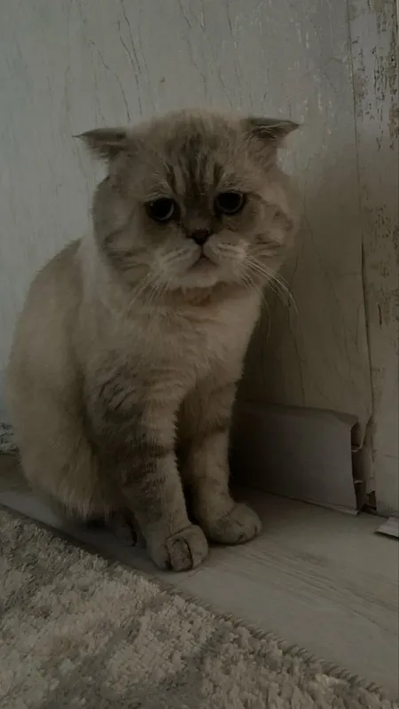 Кот для вязки.Juftlashish uchun erkak mushuk 4 Кот для вязки.Juftlashish uchun erkak mushuk 4