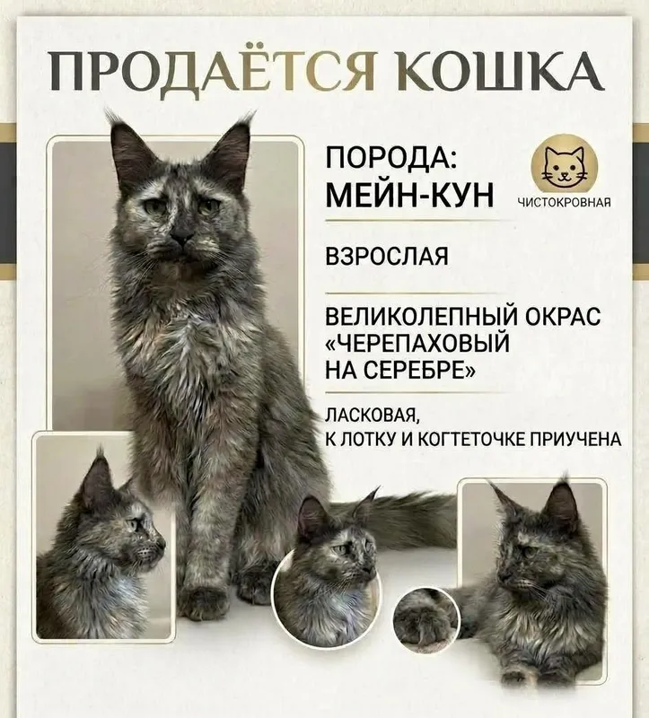 Мейн кун Продам свою кошечку 1 Мейн кун Продам свою кошечку 1
