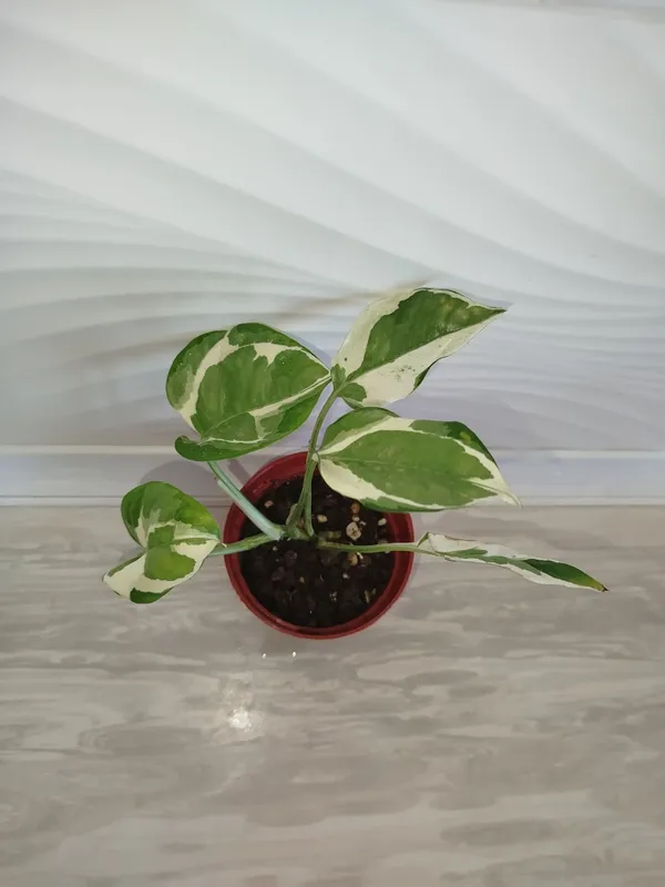 Epipremnum Enjoy 5