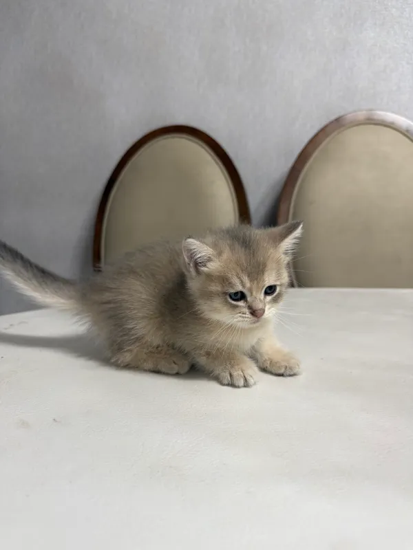 Chinshilla zotli mushukchalar 3