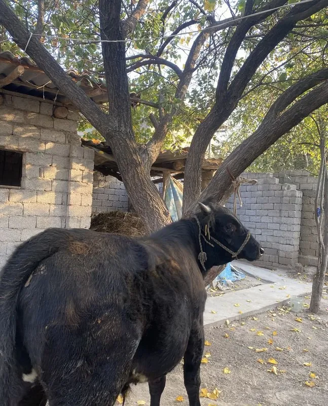 Продаётся бычок 3