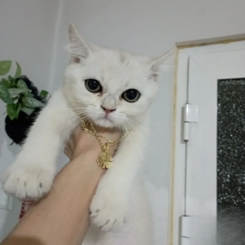 Serebristi shinshila 4 Serebristi shinshila 4