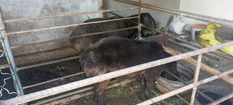 Qõchqorlar sotiladi