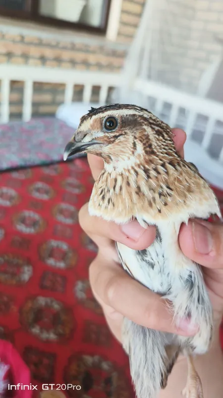 Italya bedana sotiladi qoni toza 1 Italya bedana sotiladi qoni toza 1