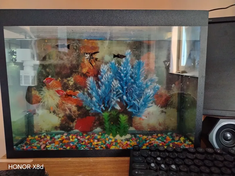 akvarium sotiladi 10ta baligi bilan 1