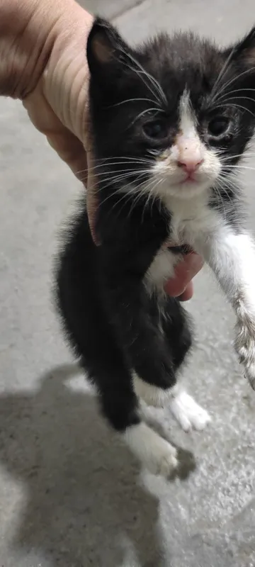 Котята домашние кушают самостоятельно ходят в латок — фото 3